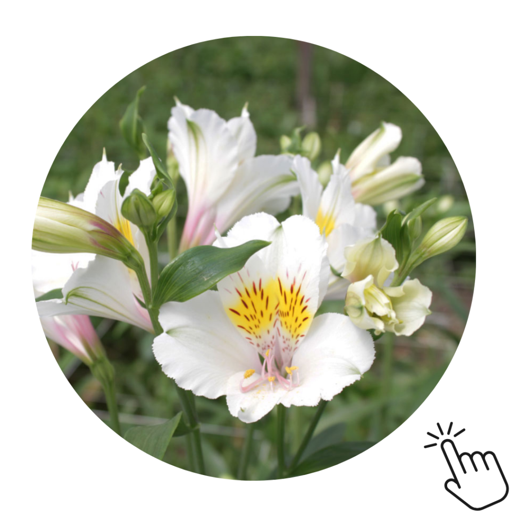 Custom Box Of Alstromeria - 150 Stems