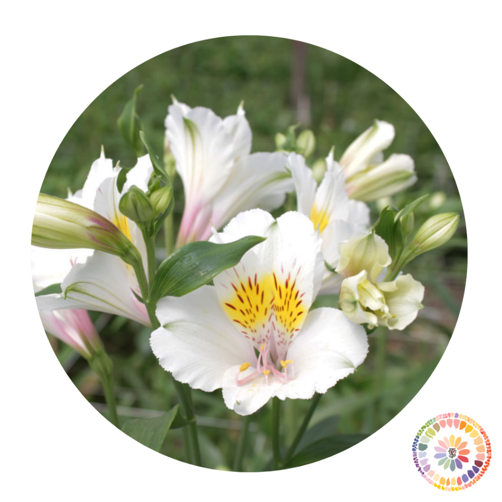 Farm To Florist Mixed Alstroemeria- 150 Stems