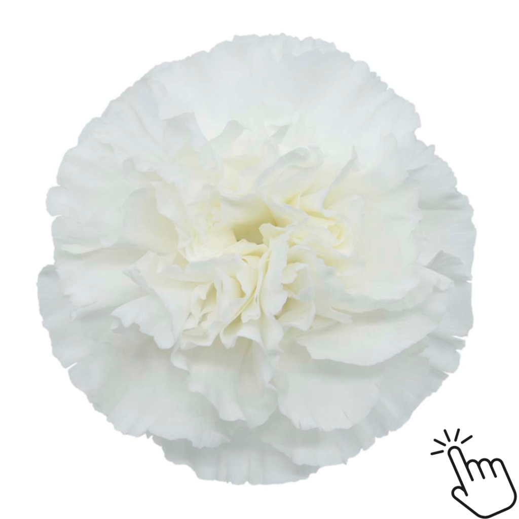 Custom Box Of Carnations - 200 Stems